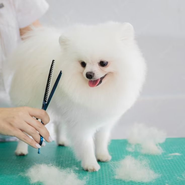 11900a54649025f2e44fef8f9cc3747e