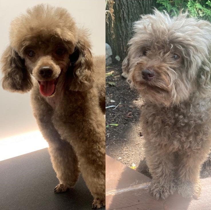 WhatsApp Image 2025-06-10 at 2.50.32 AM