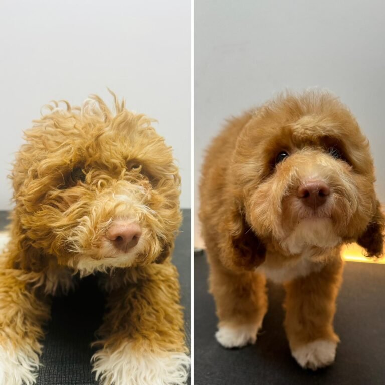 WhatsApp Image 2025-06-10 at 2.56.01 AM