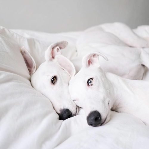 3ac9fa4217c0c1533c07a9e11b16efc4