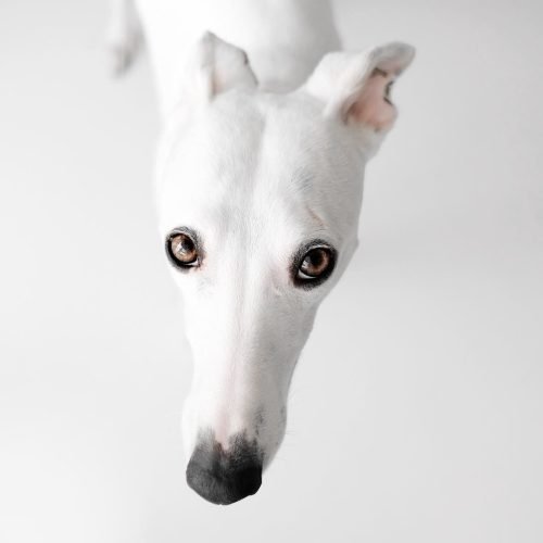 5c646f2e173d48734e12ed98df47f4d6